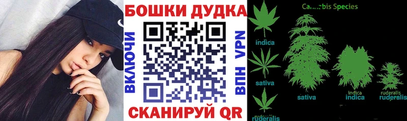 купить наркотики цена  Ковылкино  Шишки марихуана конопля 
